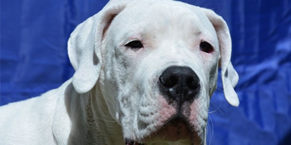 Wychowanie Dogo Argentino – przeczytaj zanim kupisz psa.